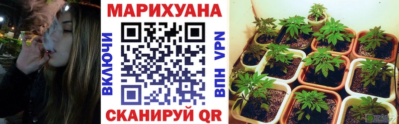 закладка  Родники  Конопля OG Kush 